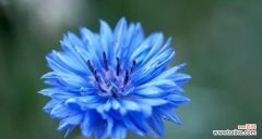 探寻蓝色矢车菊的花语和意义 蓝色矢车菊的花语之美