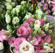 洋桔梗花的美丽寓意与情感表达 洋桔梗花语与寓意