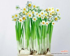 探索水仙花背后的象征与美好 水仙花的寓意与意义