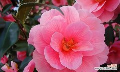 盛放在困境中的生命之花 山茶花