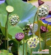 探索莲蓬在东方文化中的重要地位和意义 莲蓬的寓意和象征风水