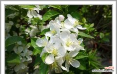 探寻苹果花的深层含义与文化象征 苹果花的寓意与象征