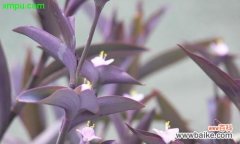 探索紫竹梅的文化内涵及象征意义 紫竹梅的寓意与象征——传递坚韧与希望的