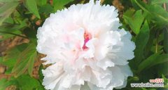 纯洁而高贵 白色牡丹花的寓意与象征