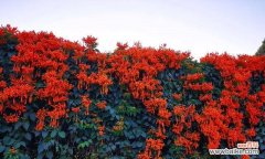 传递喜庆祥瑞的炮仗花语 炮仗花