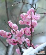 传递坚韧与希望的梅花花语 梅花之语