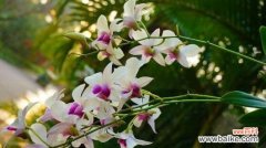 解读兰花花语 花语大全