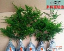 探寻文竹花语的深层寓意与文化内涵 解读文竹花语的含义与象征