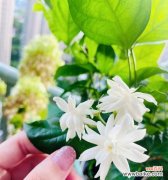 芳香四溢 茉莉花的象征意义和文化传承