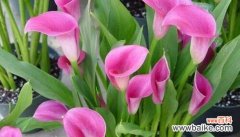 马蹄莲的花语与寓意——力量和希望 马蹄莲