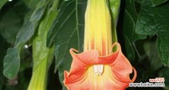 探秘紫色曼陀罗花的神秘寓意 紫色曼陀罗花的花语解读