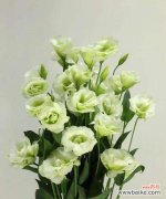 桔梗花语的深刻寓意与传承之美 绿色桔梗花