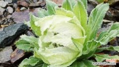 传承千年的神秘之花 雪莲花传说