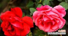 绽放爱与希望的花朵 月季花语——盛开芳华