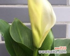 马蹄莲花寓意与传承 送马蹄莲花，祝福永恒