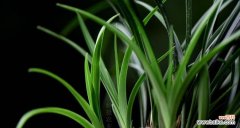 以兰花之美 养兰花，传递生活的美好