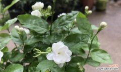 了解茉莉花的象征意义和适合送礼场合 茉莉花的花语及赠送方式