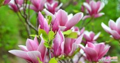 浪漫花卉中的高雅之选 玉兰之美