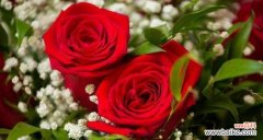 玫瑰花语的深刻含义与传统意义之间 用六朵玫瑰传递的情感之语