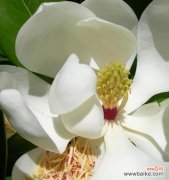 透过花朵了解白兰花的美丽与深意 白兰花的寓意与象征意义