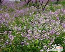 揭秘薄荷花语的神奇力量 薄荷花
