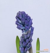 探究风信子花朵中的情感与象征 风信子的寓意与意义