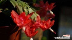 探索蟹爪兰花语的深意与魅力 蟹爪兰花语之美丽与独特