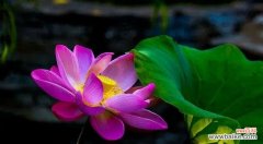 荷花的隐喻与启示 荷花的象征意义